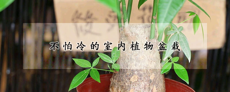 不怕冷的室内植物盆栽