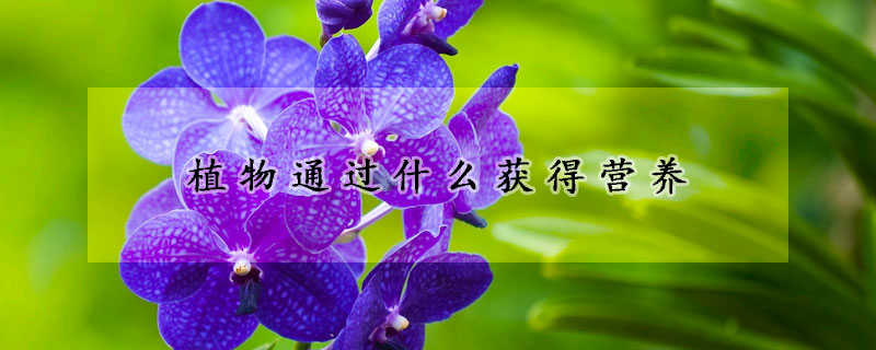 植物通过什么获得营养
