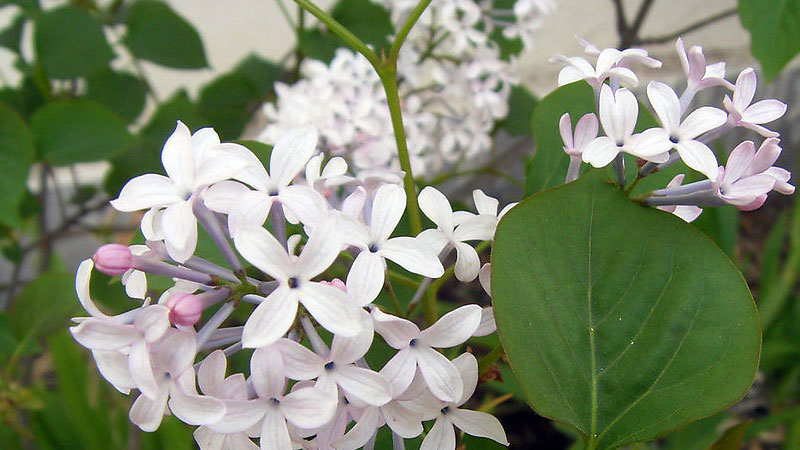 丁香花什么时候开花