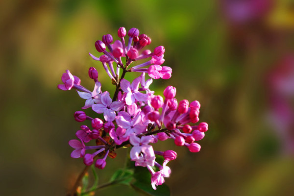 丁香花什么时候开花