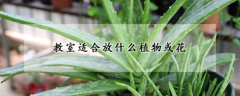 教室适合放什么植物或花
