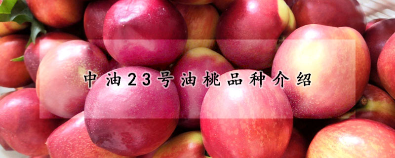 中油23号油桃品种介绍
