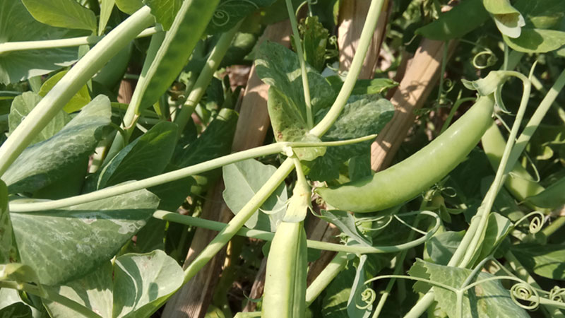 豌豆传播种子的方法
