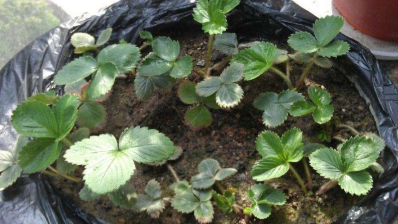 草莓籽怎么种植才能最快发芽