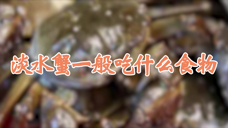 淡水蟹一般吃什么食物?