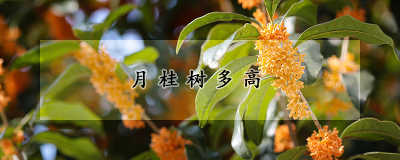月桂树多高