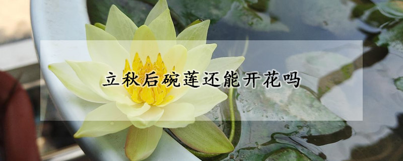 立秋后碗莲还能开花吗