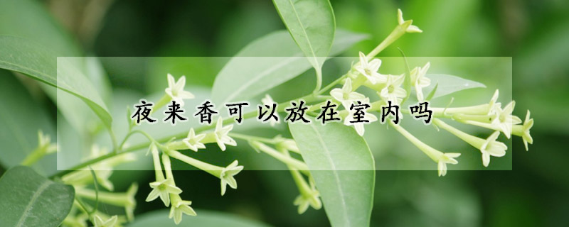 夜来香可以放在室内吗