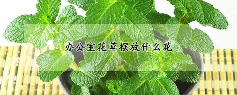 办公室花草摆放什么花