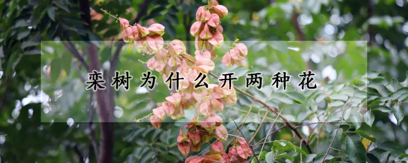 栾树为什么开两种花