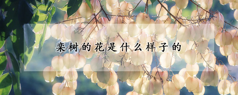 栾树的花是什么样子的