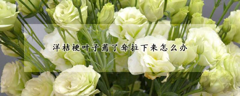 洋桔梗叶子蔫了耷拉下来怎么办