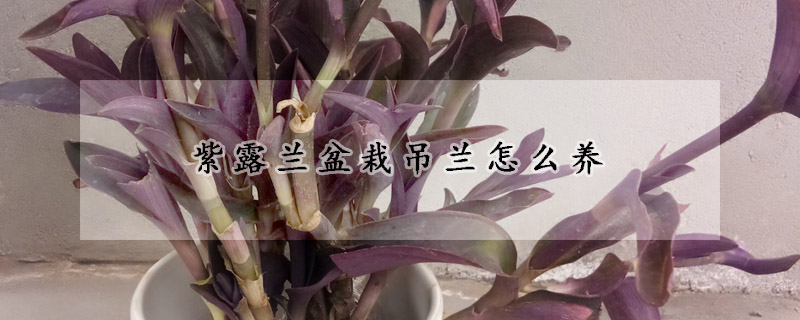 紫露兰盆栽吊兰怎么养