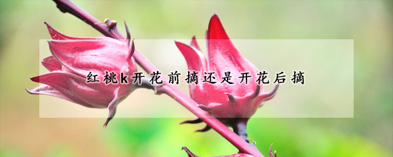 红桃k开花前摘还是开花后摘