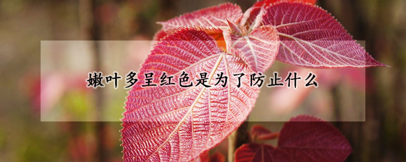 嫩叶多呈红色是为了防止什么