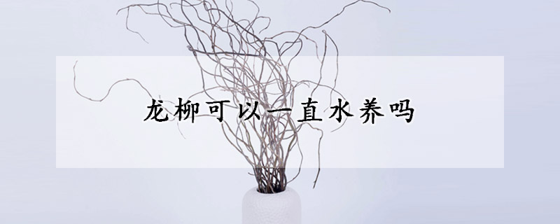 龙柳可以一直水养吗