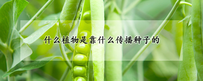 什么植物是靠什么传播种子的
