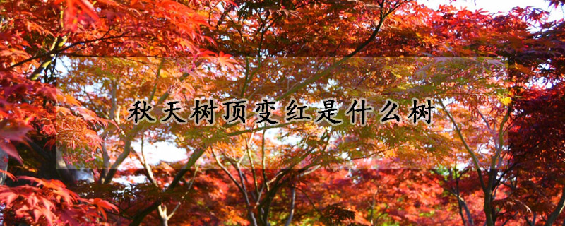 秋天树顶变红是什么树