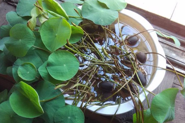 什么植物一两天就可以发芽