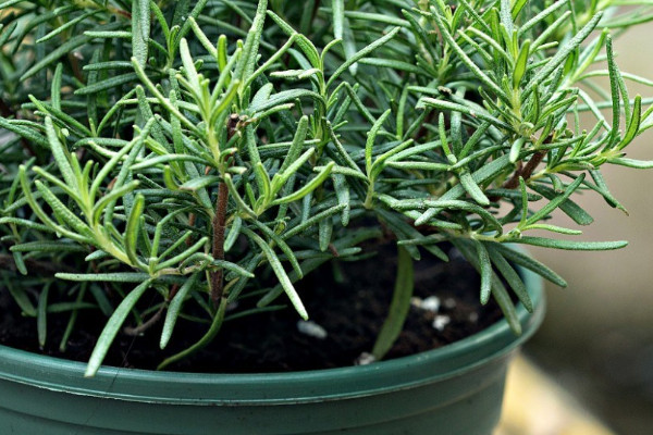迷迭香种植方法及养护