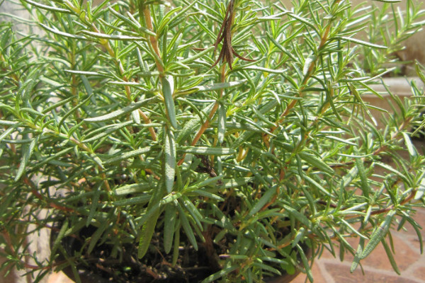 迷迭香种植方法及养护