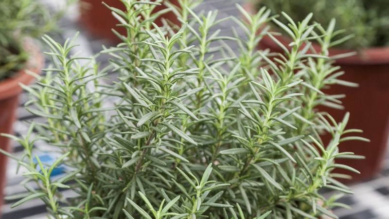 迷迭香种植方法及养护
