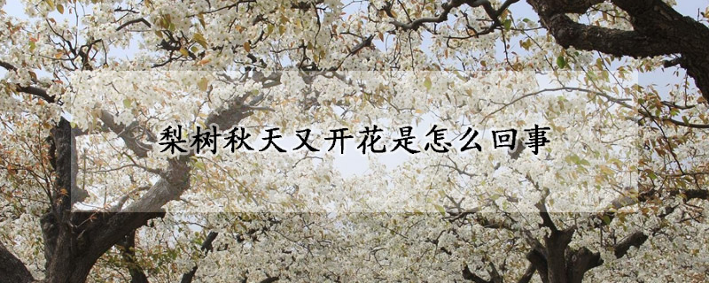 梨树秋天又开花是怎么回事