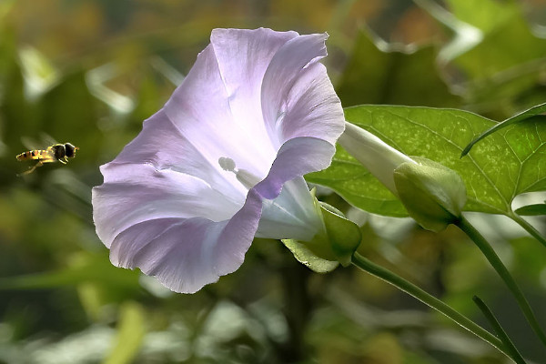 夕颜花与牵牛花的区别