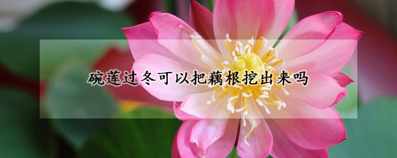 碗莲过冬可以把藕根挖出来吗
