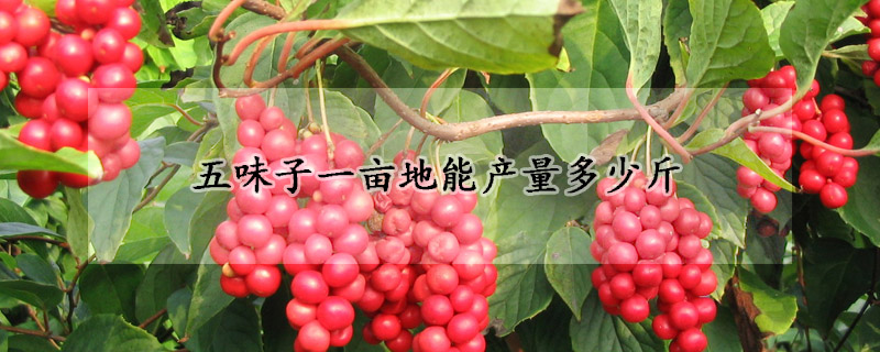 五味子一亩地能产量多少斤