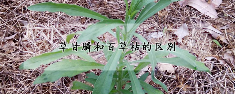 草甘膦和百草枯的区别