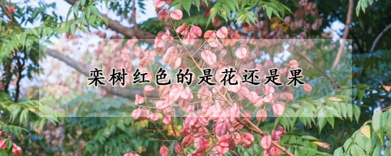 栾树红色的是花还是果