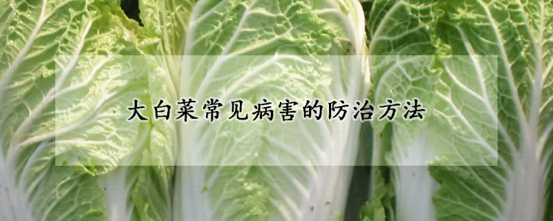 大白菜常见病害的防治方法
