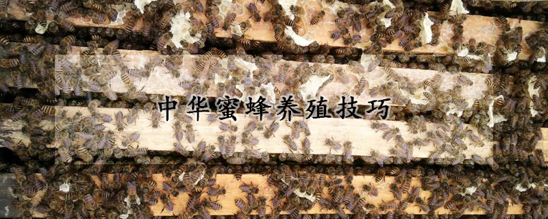 中华蜜蜂养殖技巧