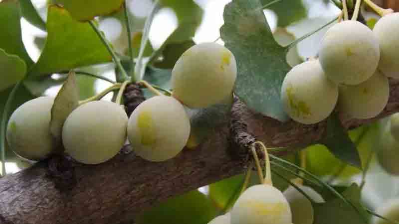 银杏果怎么种植才能发芽