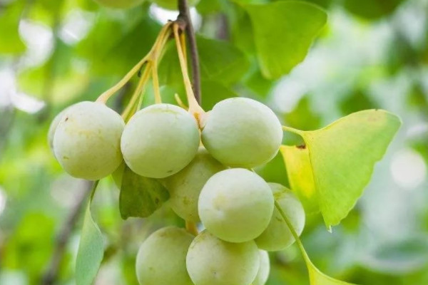银杏果怎么种植才能发芽