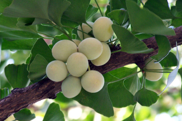 银杏果怎么种植才能发芽