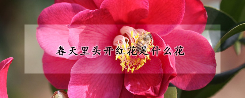 春天里头开红花是什么花