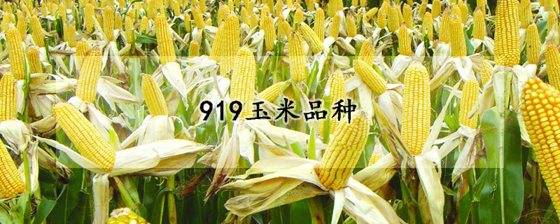 919玉米品种