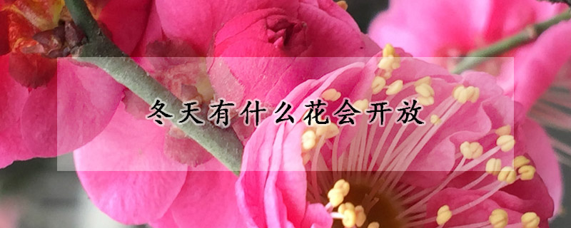 冬天有什么花会开放