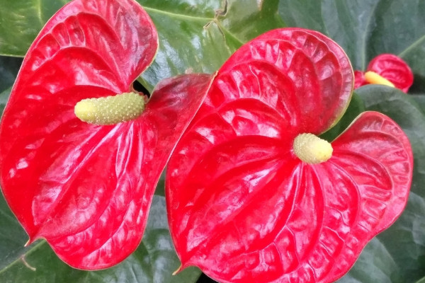 花烛和火鹤花是一个花吗 花烛和火鹤有什么区别