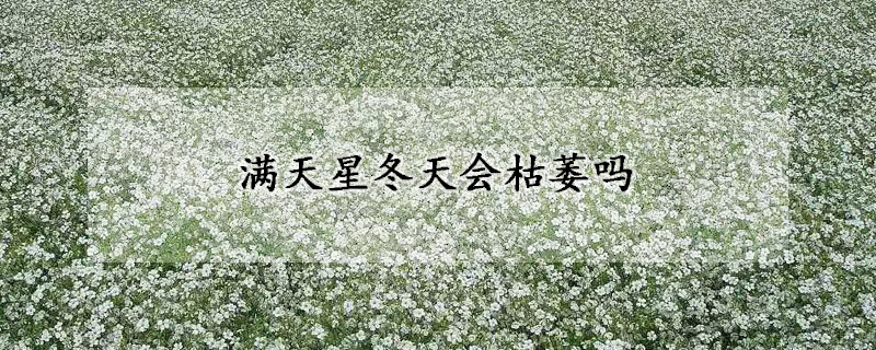 满天星冬天会枯萎吗