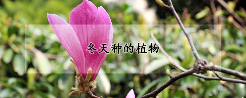 冬天种的植物