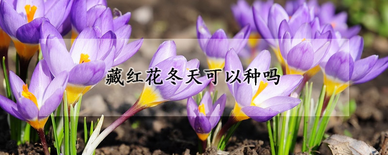 藏红花冬天可以种吗