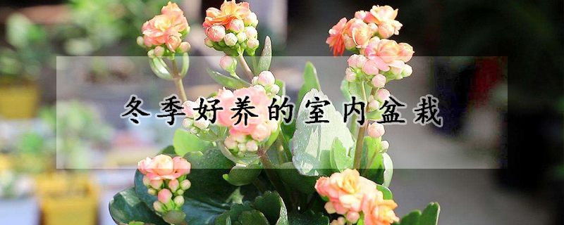 冬季好养的室内盆栽