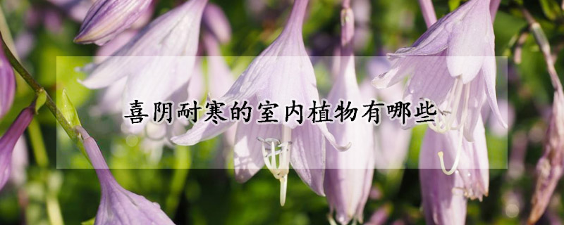 喜阴耐寒的室内植物有哪些
