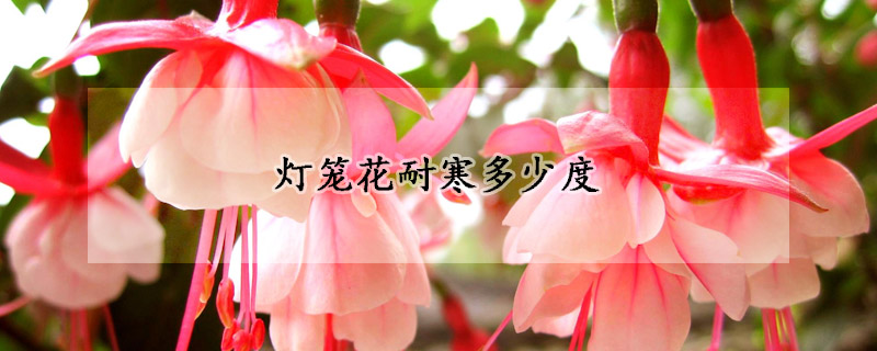 灯笼花耐寒多少度