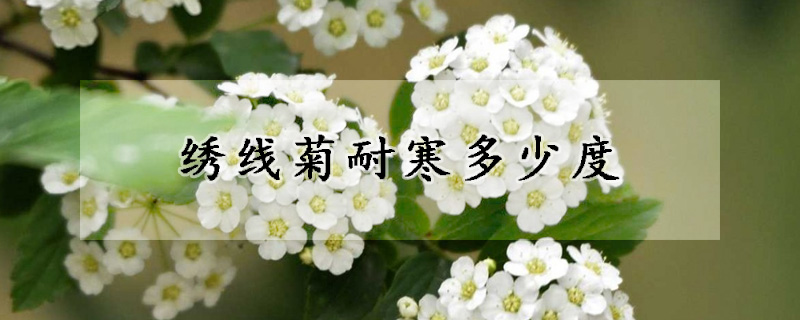 绣线菊耐寒多少度