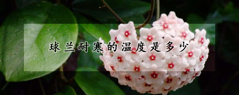 球兰耐寒的温度是多少
