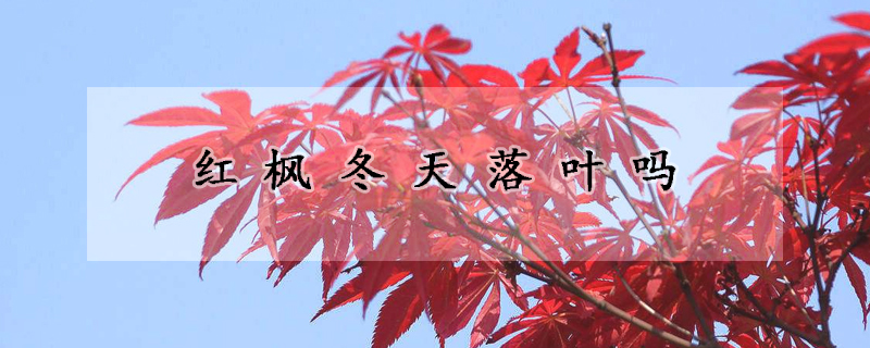 红枫冬天落叶吗
